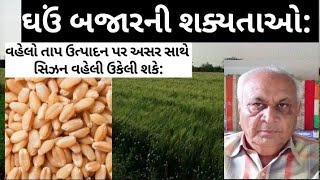 ઘઉં બજારની સ્થિતિમાં મોટી ભૂમિકા વાતાવરણની રહેશે:સિઝન સમય અને ઉત્પાદન બંને મર્યાદિત રહી જાય એવુ બને: