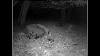 Wildschweine im Wald - Wild Boar in the woods