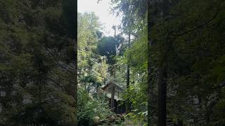 Removing a tall hemlock tree that is way too close to the cabin.