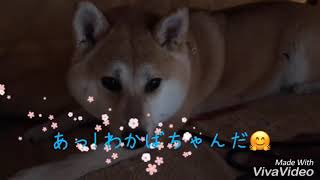 柴犬のいる生活[shibainu]こたつ