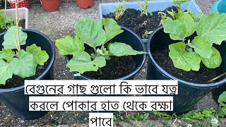 How to take care of eggplants/brinjal/aubergine and protect them from insects shokher began 2022