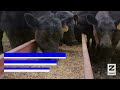 ensure cattle health and productivity with zinpro®