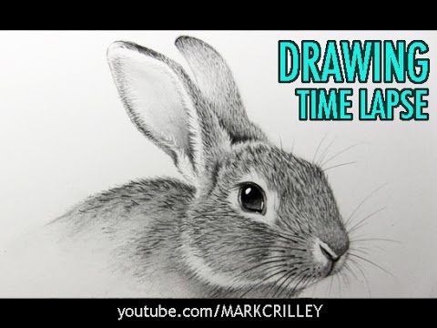 Drawing Time Lapse Rabbit Youtube