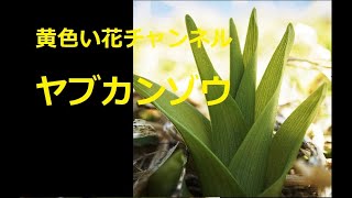 黄色い花チャンネル　ヤブカンゾウ