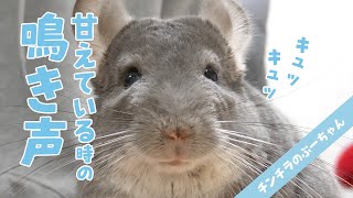 Chinchilla sounds | The cry of a chinchilla when it's spoiled or happy