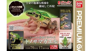 『トノサマガエル』いきもの大図鑑アドバンス コンプリート開封動画 ガシャポン ガシャガシャ