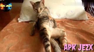 Funny Animals Talking And Acting Like A Human!! Funny Moments!