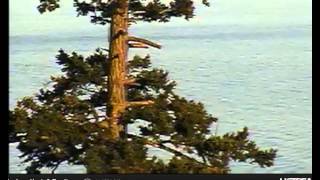 15:24 eagle still on right bare branch