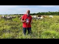 renovacion entre pasturas y buenazas pastoreo racional jairo restrepo 🐮🥬