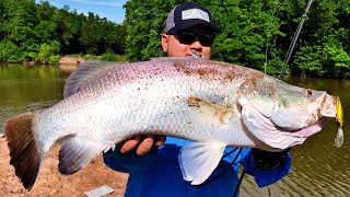 Câu Lure Cá Chẽm Bình Đại Ngày Nước Kém | Low Tide Barramundi Fishing