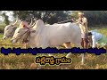 khillari bulls amazing palledoddi village 30 1 2021