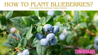 Expert Gardener Shares TOP Blueberry Planting Secrets!