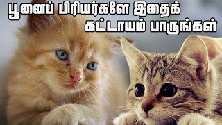 பூனை பற்றிய சுவரிசியமான பத்து உண்மைகள்.....ten facts of cat ....//intresting facts cat.....🐱🤗...*#*