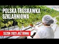 Polska truskawka szklarniowa - sezon 2021 już trwa