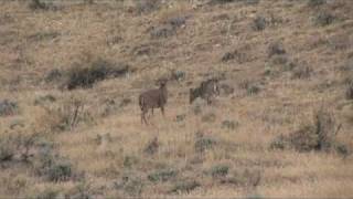 Sidetracked on a Pronghorn hunt with Lightfield Wild  Adventures