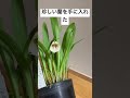 珍しい蘭を手に入れた【ドラキュラ】