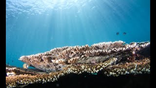 LIVE 360: Immersive experience of marine ecosystem in tropical island of China | 5G 8K