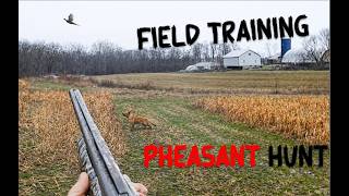 Farm Pheasant Hunt | Dog Training