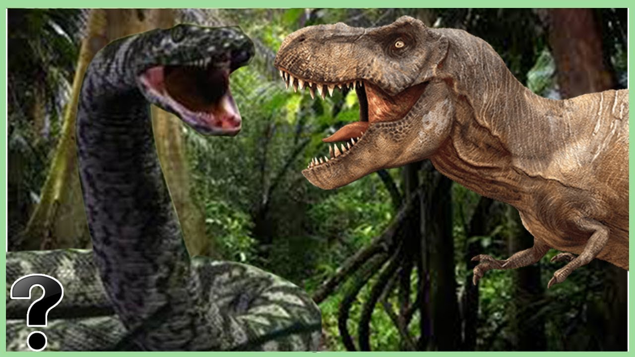 T Rex Vs Titanoboa Snake Vs Megalodon Shark Battle Wh Vrogue Co T Rex Vs Titanoboa Snake Vs Megalodon Shark Battle Wh Vrogue Co