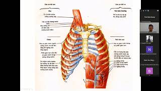 Cấu tạo của lồng ngực. 16p. Môn Giải phẫu sinh lý. Trần Khánh Phú