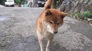 記録の重複なのかデジャヴなのか、はたまた似ているだけなのか、よくわからなくなった柴犬隊の記録