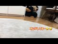 オムツ犬チワックス参上🤣　だって、さくら🌸うれションしちゃうんだもん😂