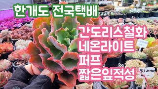 다육이놀이터3편 간도리스철화,짧은잎적성,퓨베센스,퍼프,플로리디티,네온라이트#한개도 전국택배