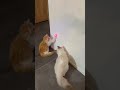 レーザーポインターに夢中な子猫が最後やらかしてしまう 笑