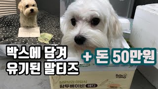 모큐)박스에 담겨 유기된 말티즈 유기견 구조 입양하세요 / 유기견 발견 / 유기견 입양하다 / Rescue abandoned dog maltese