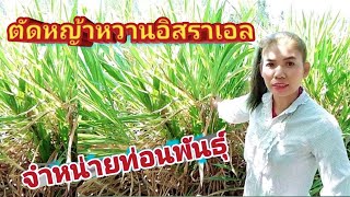 ตัดหญ้าหวานอิสราเอล จำหน่ายท่อนพันธุ์ | หญ้าสารพัดประโยชน์