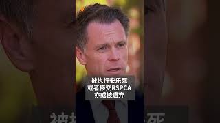 新州租房新政：禁止房东无故拒绝宠物 | SBS中文