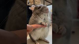 置物になったチンチラ　#shorts #chinchilla