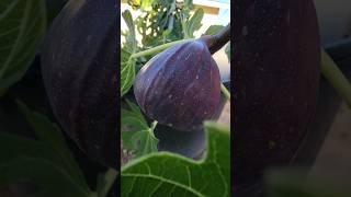 One Giant Sweet Fig from the Garden | ลูกมะเดื่อยักษ์จากสวนหลังบ้าน