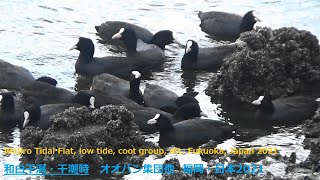 和白干潟・干潮時　オオバン集団他　福岡・日本2021Wajiro Tidal Flat, low tide, coot group, etc. Fukuoka, Japan 2021　＃水鳥