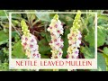 calm journey into the realm of nettle-leaved mullein, beautiful wedding candle flowers virtual tour