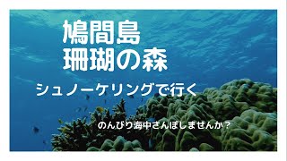 【シュノーケリング美しすぎる鳩間島の珊瑚の森】珊瑚の森をシュノーケリングでのんびり鑑賞しませんか？