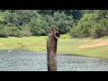 thekkady boating at periyar tiger reserve പെരിയാർ ടൈഗർ റിസർവ്വിൽ തേക്കടി ബോറ്റിംഗ്.