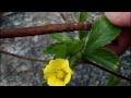 mynature apps identifying common cinquefoil potentilla simplex