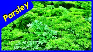 Harvesting Parsley Seeds TIPS - EASIEST WAY (Save Money)