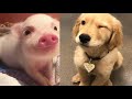 Cute animal videos Baby piggy, Puppies Kitten | cute animal videos 2023