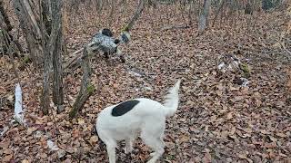 Let's go Sauntering.   It's the Sunday Saunter for Sherpa, and Jamie.  Swiss and the porcupine too.