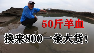 700平方巨坑下50斤羊血，超大黑影打起大水花，一条5斤就值800块