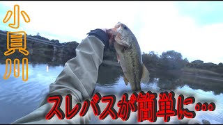 【小貝川バス釣り】初の釣法で40アップ降臨！　あの釣りが楽しすぎた