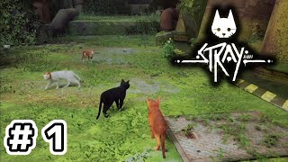 【Stray】#1 猫になって自然を駆け回るほのぼのライフ・・・のはず【初見実況プレイ】