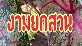 สูตรนี้งามยกสวนรากเดินดี แตกกอเยอะ กระถางล้น!!![สองพี่น้องพาเพลินChannel]