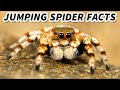 Jumping Spider Facts: the CUTEST Spiders 🕷️ Animal Fact Files