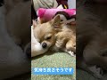 気持ち良さそうに眠るチワワ。