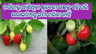 ଷ୍ଟ୍ରବେରୀ🍓 ଗଛକୁ କୁଣ୍ଡରେ କିପରି ଲଗାଇବା || How to grow Strawberry #organic