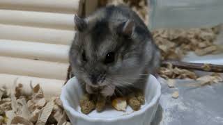 モグモグジャンガリアンハムスター #funny #funnyanimals #funnypets #pets #cute #cuteanimals #hamsters