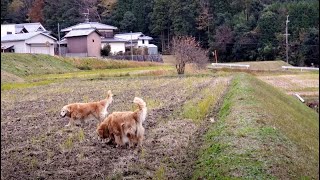 曇り空の朝は冬景色に見え始めたゴールデンレトリバーとの散歩。